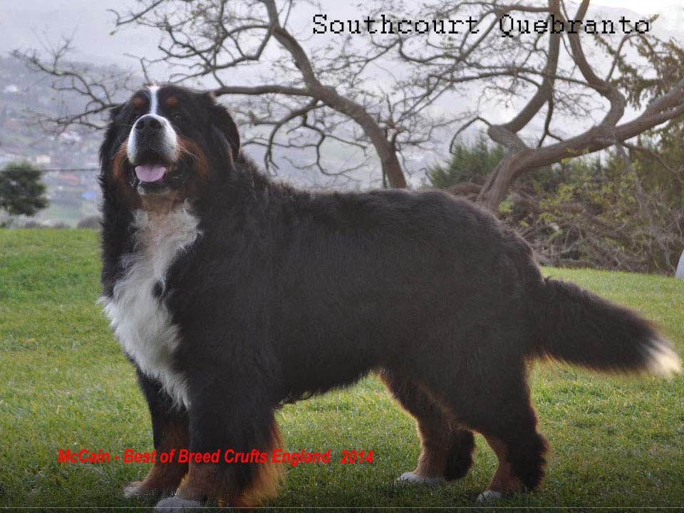 Home Page Powder Keg Farm Bernese